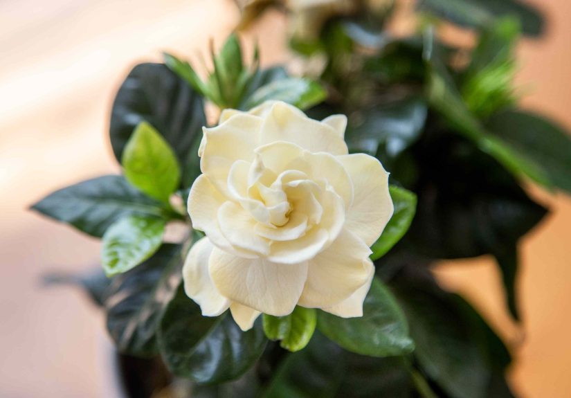 How to Grow and Care for Gardenia