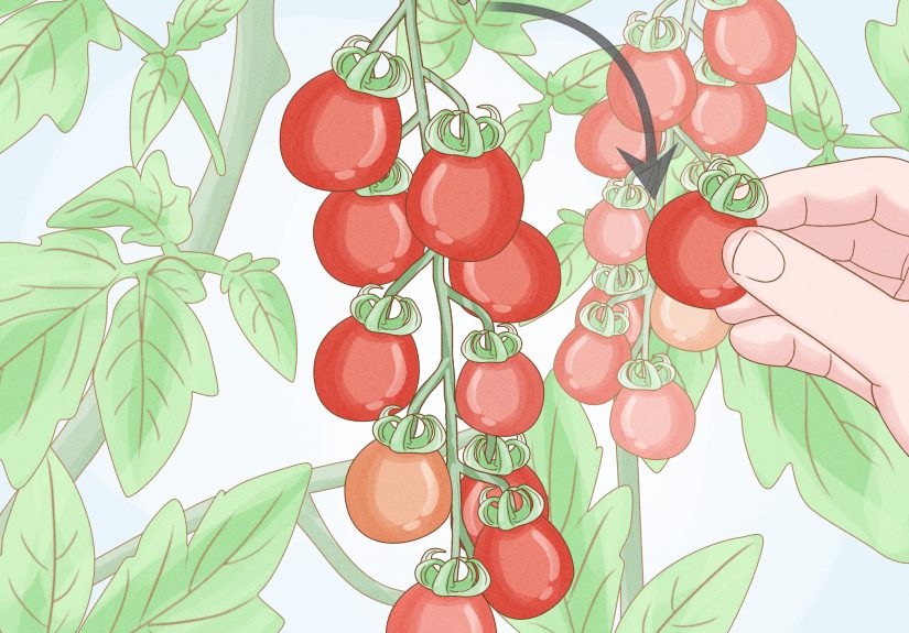 How to Grow Tomatoes Indoors: 11 Steps