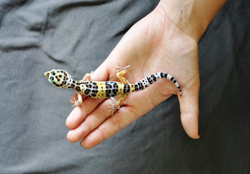 How to Hold a Leopard Gecko: 3 Steps