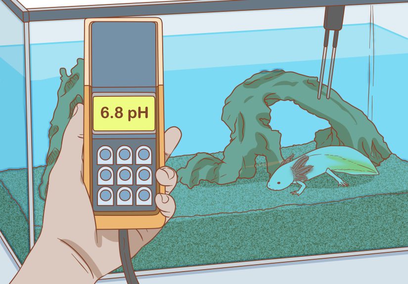 How to House a Pet Axolotl: 13 Steps