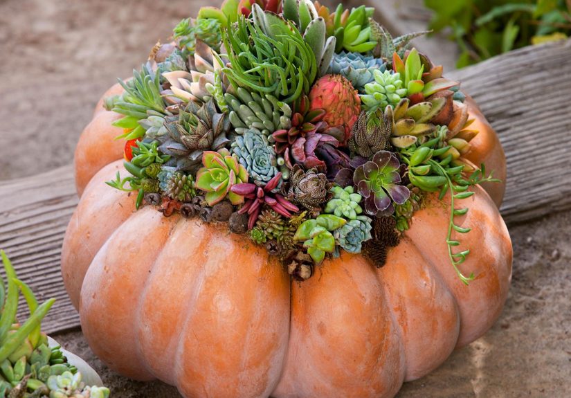 How to Make a Living Pumpkin Succulent Centerpiece