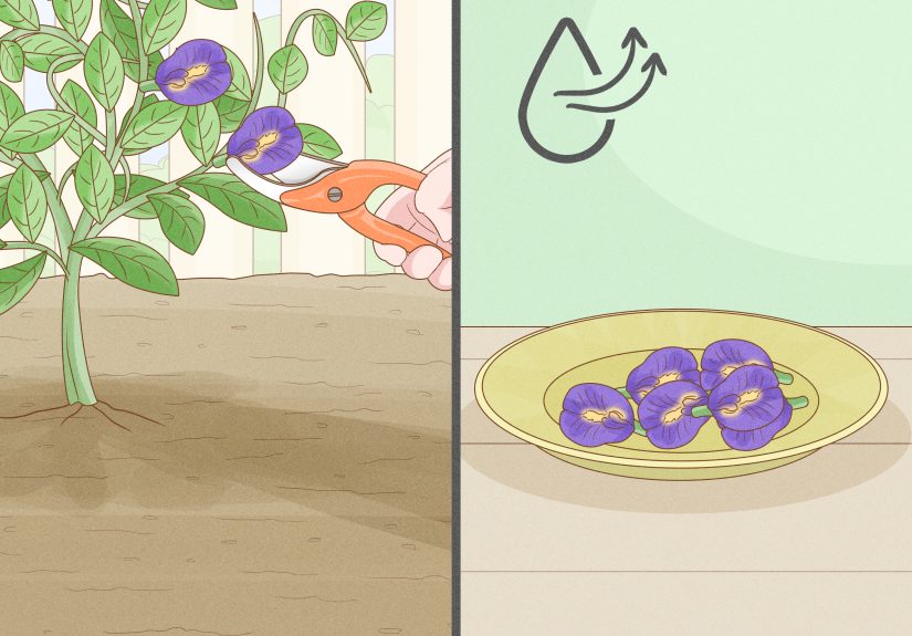 How to Plant and Care for Butterfly Pea Flowers