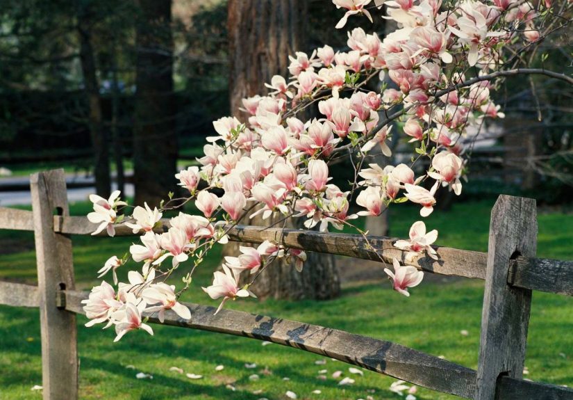 How to Plant and Grow a Magnolia Tree