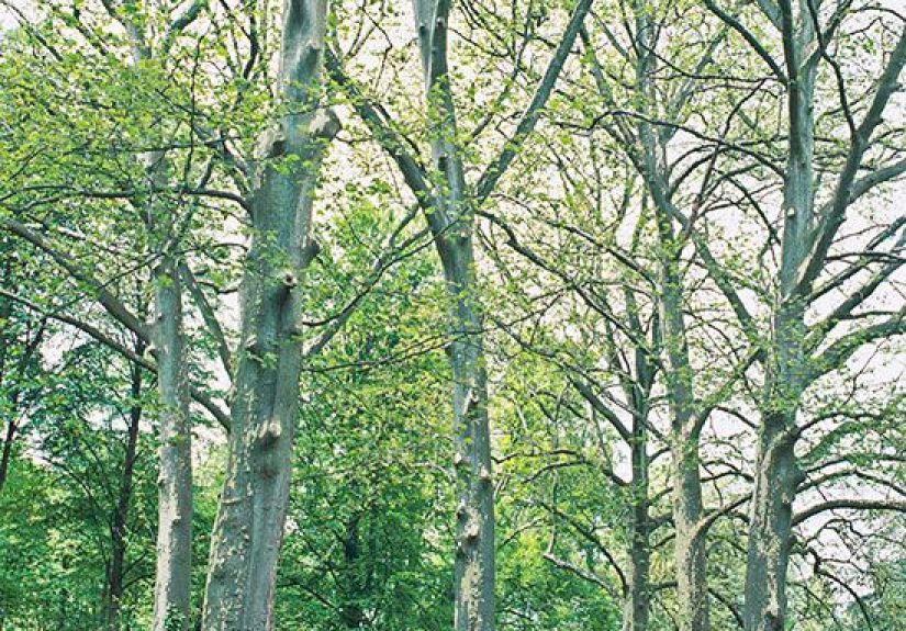 How to Plant and Grow Sycamore
