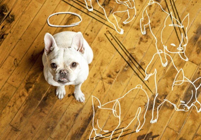 How to Repair Dog Damage to Wood Flooring