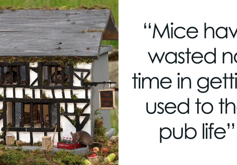 I Built A Scaled-Down Village For Wild Mice In My Garden, And They Love It
