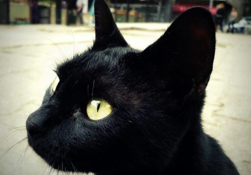 I Photograph Cats, Captivated By Their Beauty And Elegance