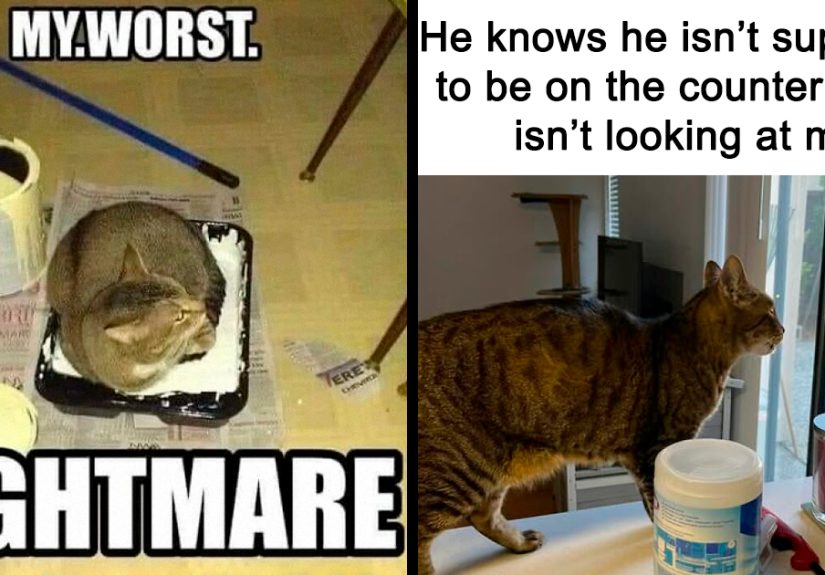 “If Not Potato. Then Why All Potato-y”: 50 Cat Memes For People Who Can’t Resist Pspsps-ing At Every Cat