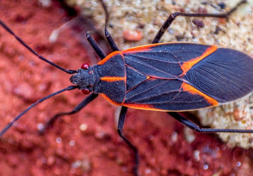 Is Dish Soap the Secret to Repelling Boxelder Bugs? Experts Break It Down