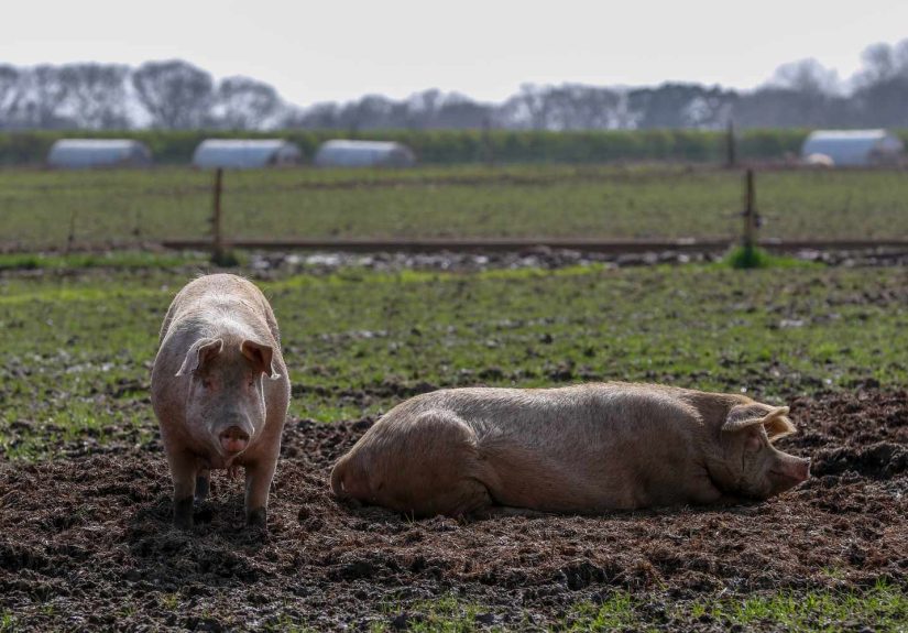 Lean Hogs Futures and Commodities