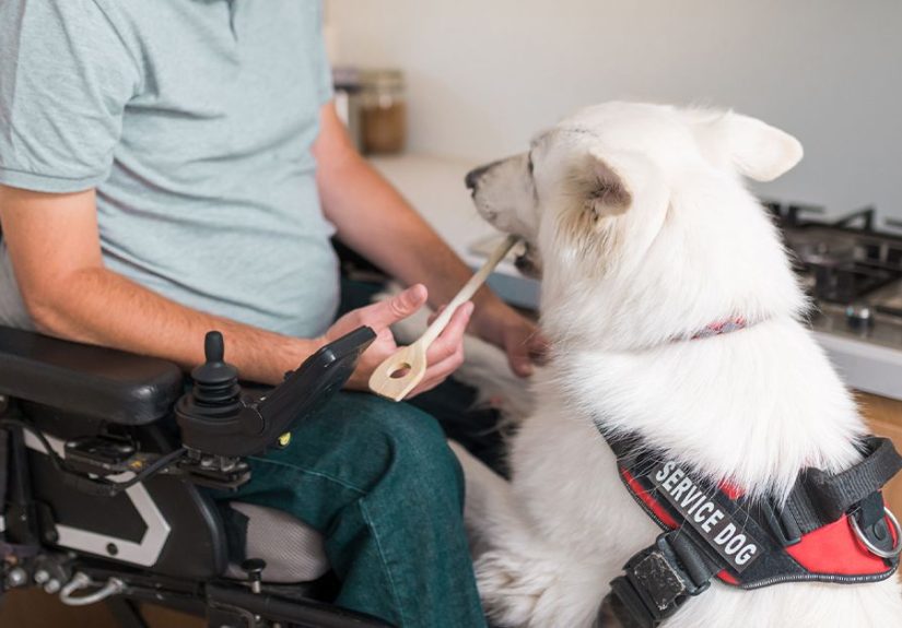 Medical Alert Dog Application: Eligibility and How to Apply