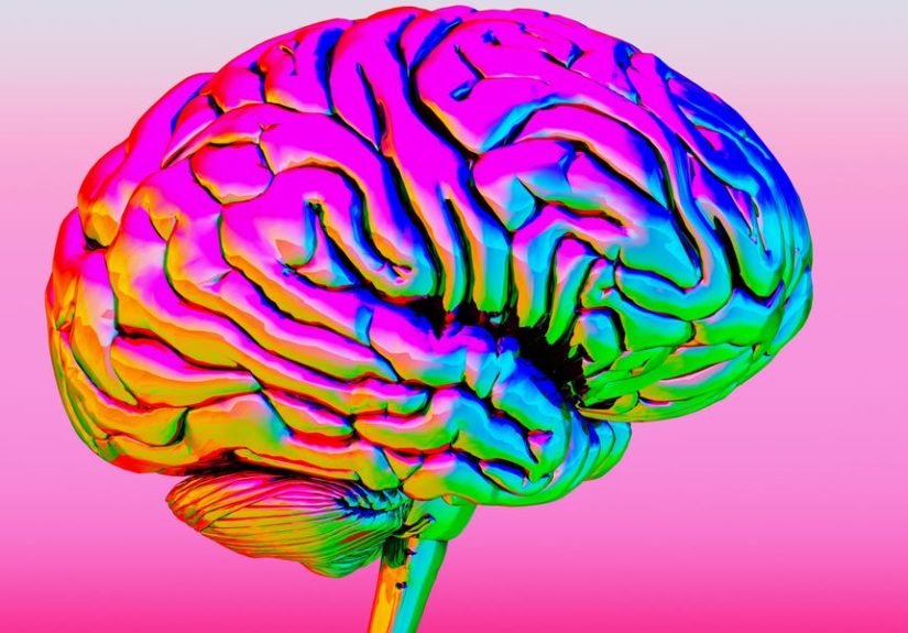 New Study Reveals How the Thalamus May Shape Consciousness