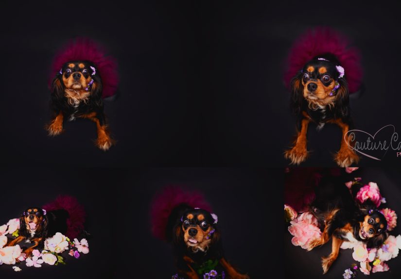 Pregnant Dog Brings Beyonce Level Maternity Photo Shoot To Life.