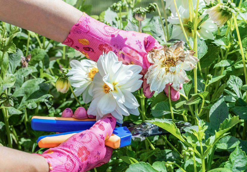 Should You Deadhead Your Dahlias If the Blooms Fade?
