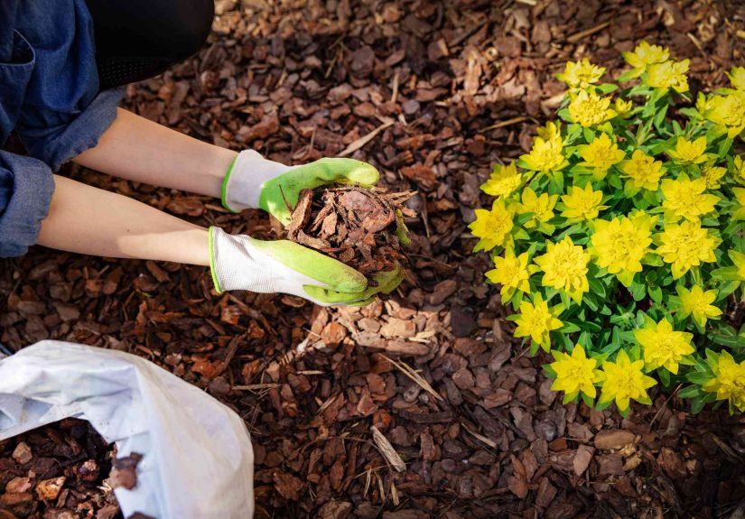 Should You Mulch in the Fall? Gardeners Say to Skip If You're Growing These Plants