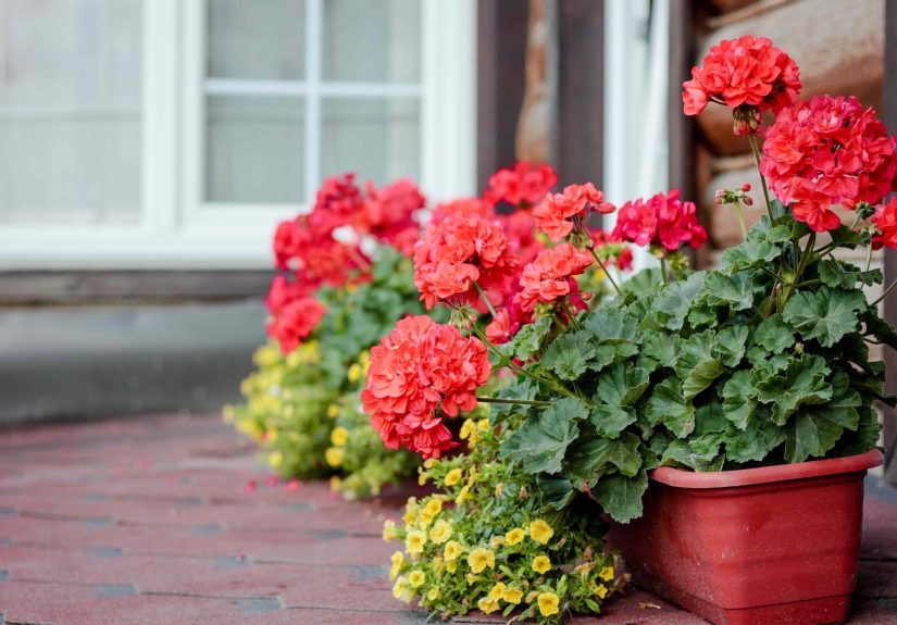 Should You Overwinter Your Geraniums This Fall? What to Do Now for Bigger Blooms