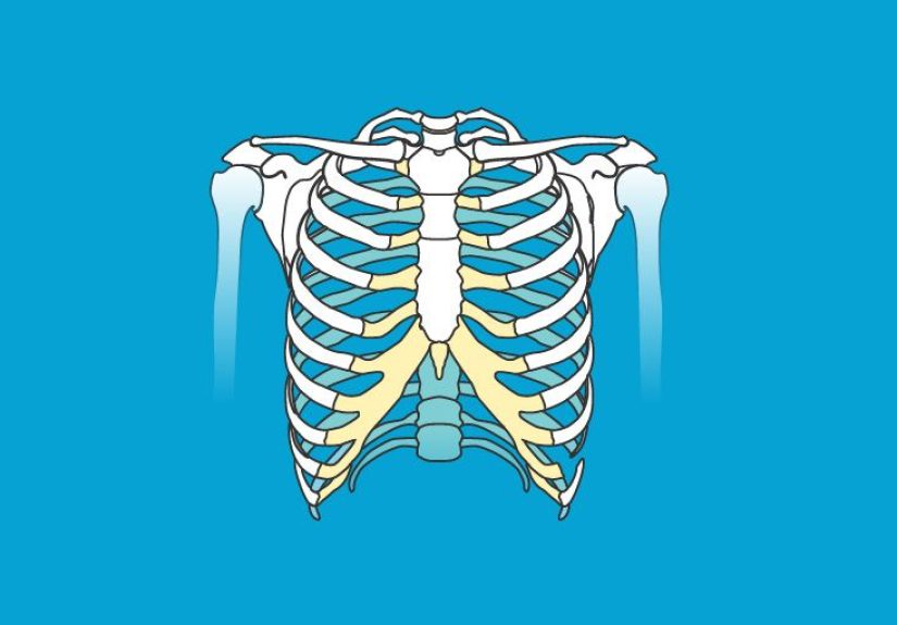Skull Pictures, Anatomy & Diagram