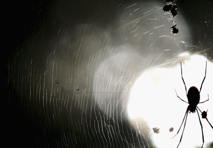 Spiders in Your Home May Be Searching for Love