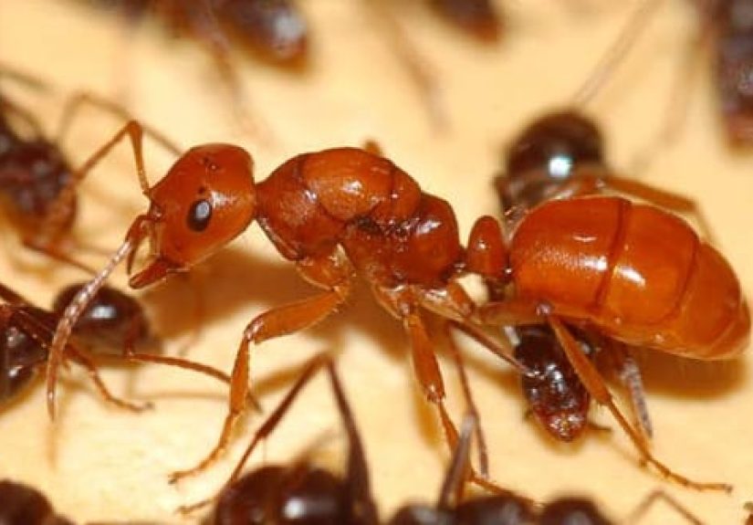 Top 10 Facts That Prove Ants Are Evil