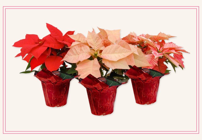 Trader Joe’s Poinsettias Are BackHere’s How to Keep Yours Thriving All Winter