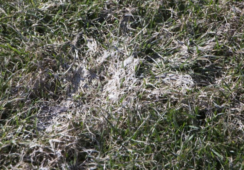 What Is Snow Mold & How To Remove It