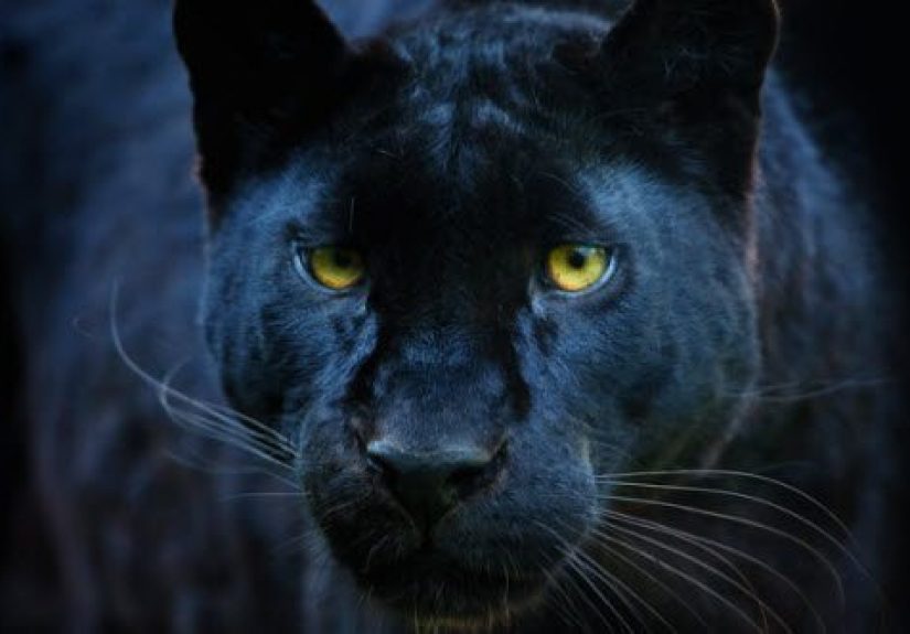10 More Pairs Of Commonly Confused Animals