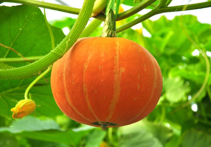 12 Tips for Growing Pumpkins in Containers
