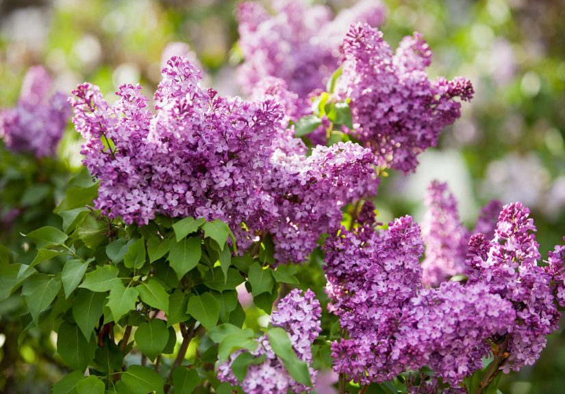 12 Types of Lilacs That Fill a Garden with Fragrance and Flowers