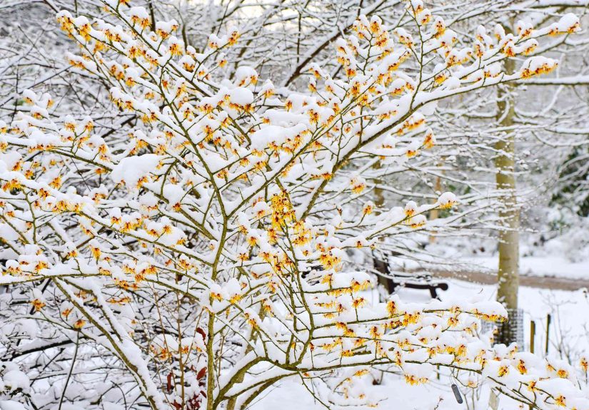 24 Winter Flowers to Grow in the Cold for Beautiful Garden Color