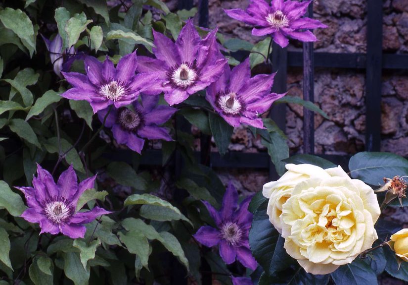 3 Flowering Vines That Thrive in the Shade
