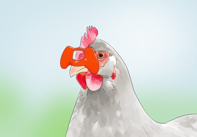 3 Ways to Keep Chickens from Eating Their Own Eggs