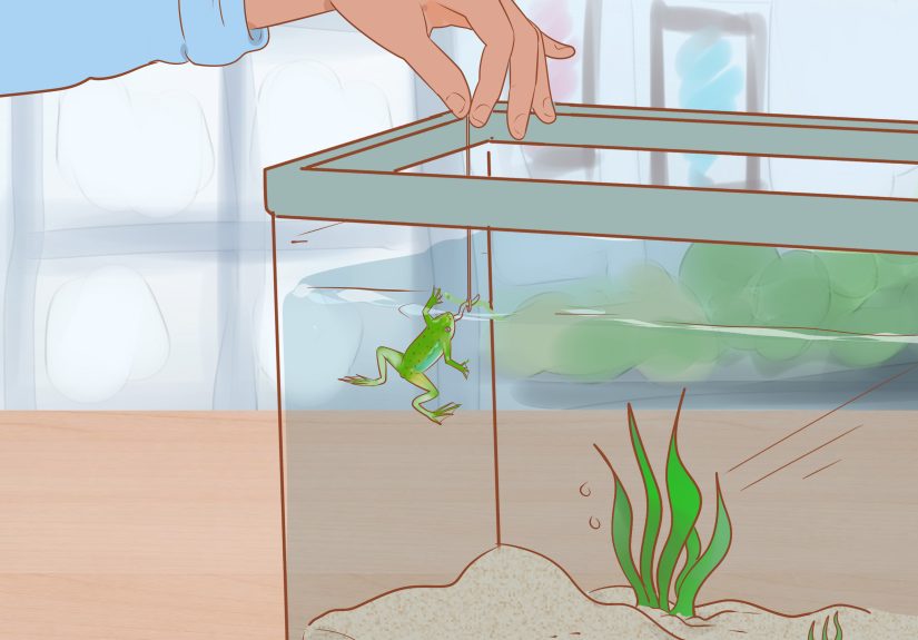 3 Ways to Play with Your African Dwarf Frog