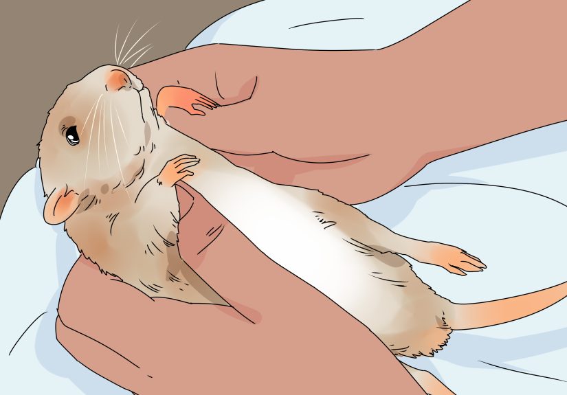 3 Ways to Take Care of a Paralyzed Rat
