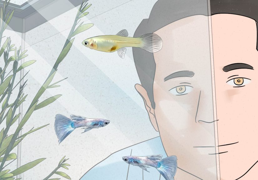 3 Ways to Tell if Your Fish Is Having Babies