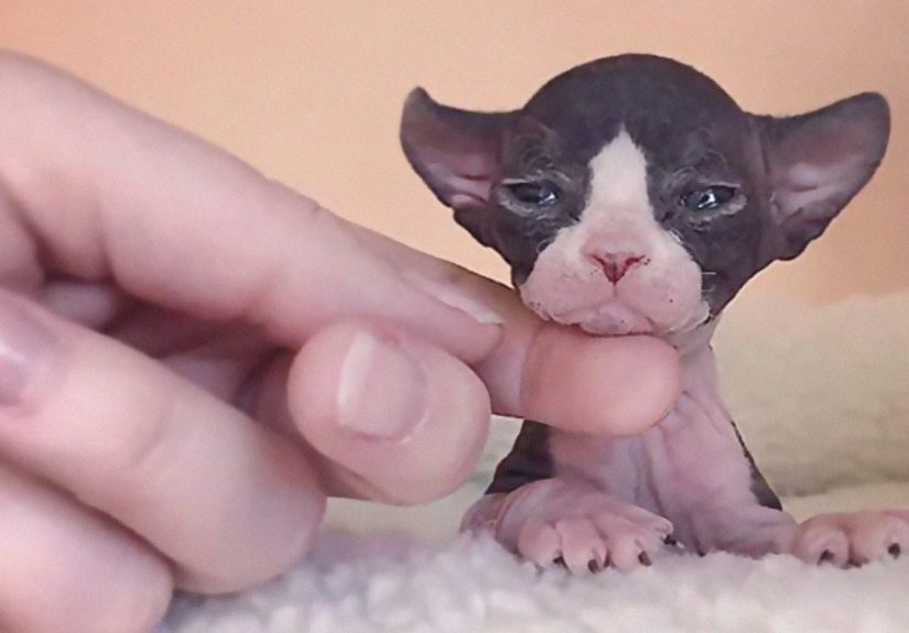 30 Adorable Sphynx Kittens to Make You Absolutely Obsessed With Them