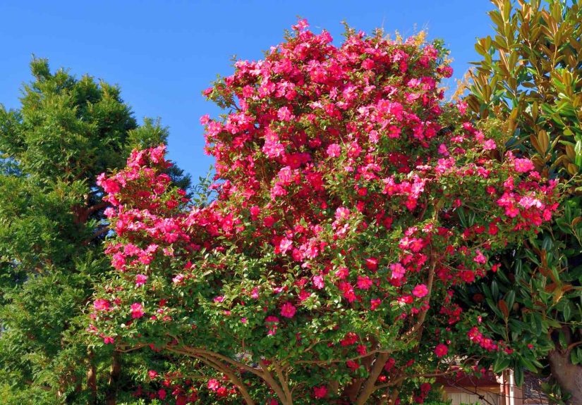 5 Shrubs That Explode With Color Every October