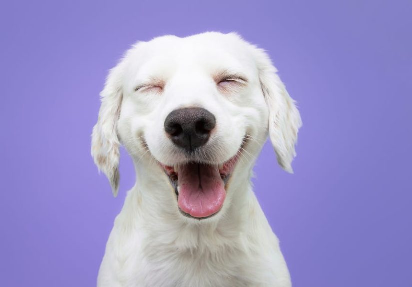 60 Best Dog Puns and Jokes to Make You Howl