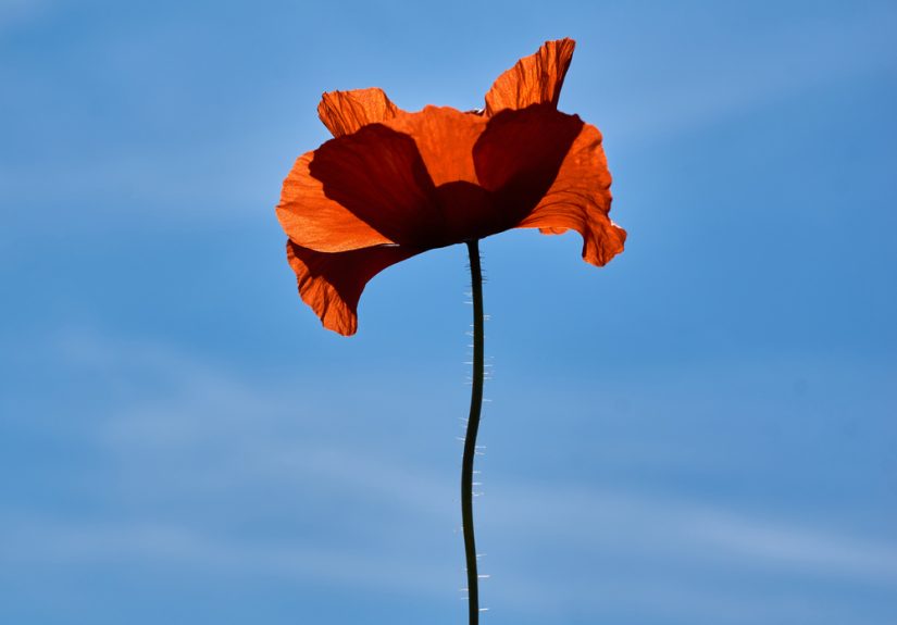 A modern tale of thyroid cancer: AI, haikus, and healing