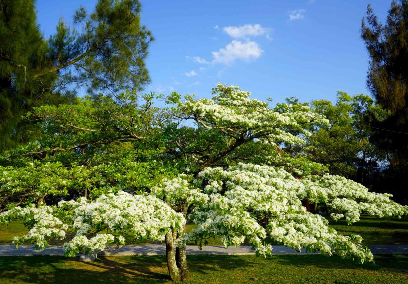 All About Chinese Fringe Tree (Chionanthus retusus)