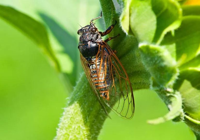 Are Cicadas Safe to Eat?