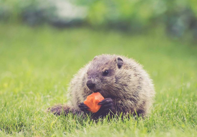 Are Groundhogs Eating Your Garden? How to Stop Them From Ruining It