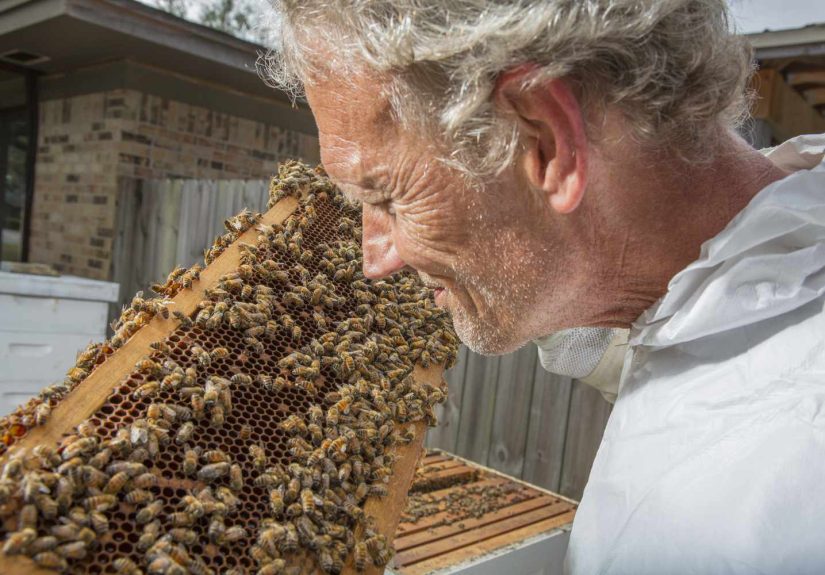 Bee Colony Collapse Disorder: Facts and Economic Impact