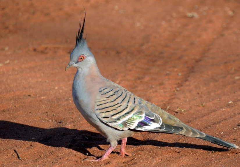 Birds Are Undergoing Sex Reversal More Often Than Anyone Expected