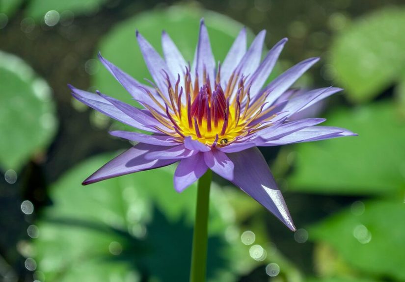 Blue Lotus Flower: Uses, Benefits, and Safety