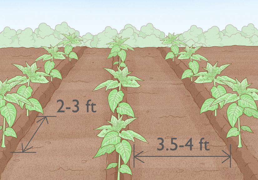 Easy Ways to Grow Tobacco Inside