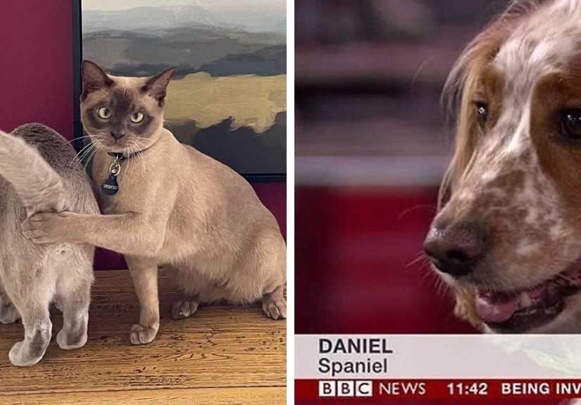 Folks Online Can’t Get Enough Of These 42 Pics Capturing The Cutest And Funniest Animals Ever
