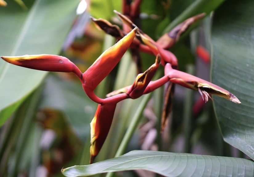 Heliconia: How to Grow and Care for Heliconia Indoors
