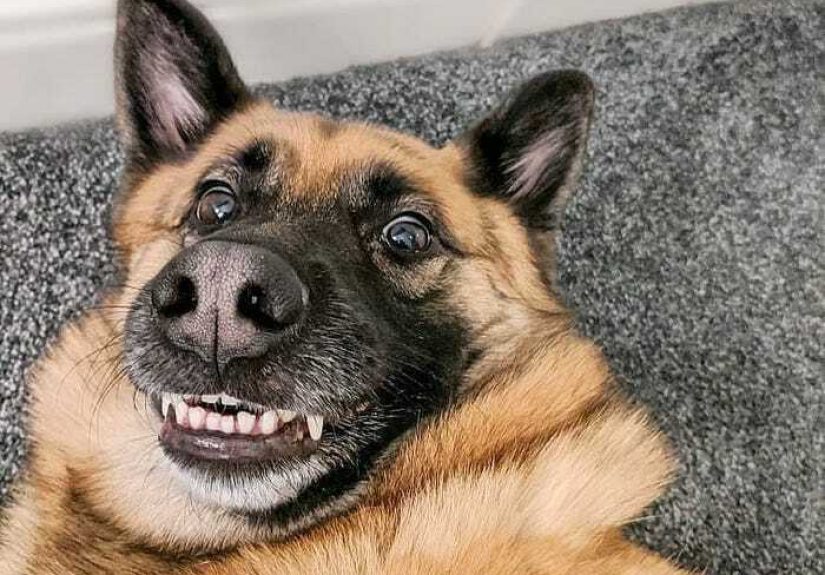 Hey Pandas, Post A Hilarious Picture Of Your Pet