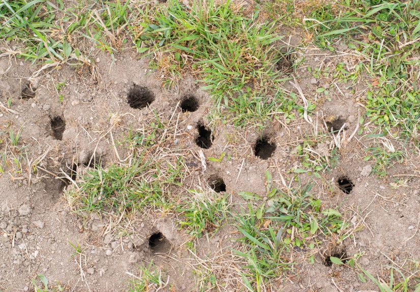 Holes in Your Yard, But No Mounds? Here's What Could Cause Them