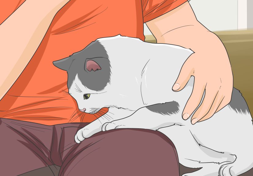 How to Befriend a Wild Cat or Kitten: 9 Steps